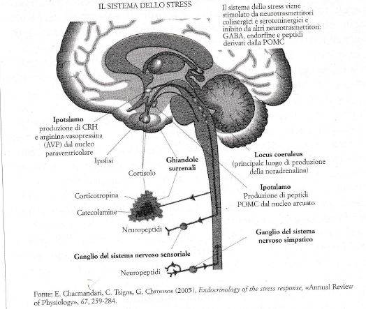 L’immagine mostra i due bracci del sistema dello stress, che originano nel sistema nervoso. Liberano sostanze e mediatori chimici che agiscono sollecitando altri organi e sistemi a secernere, a loro volta, altri mediatori e sostanze. Se ne può cogliere la complessità.